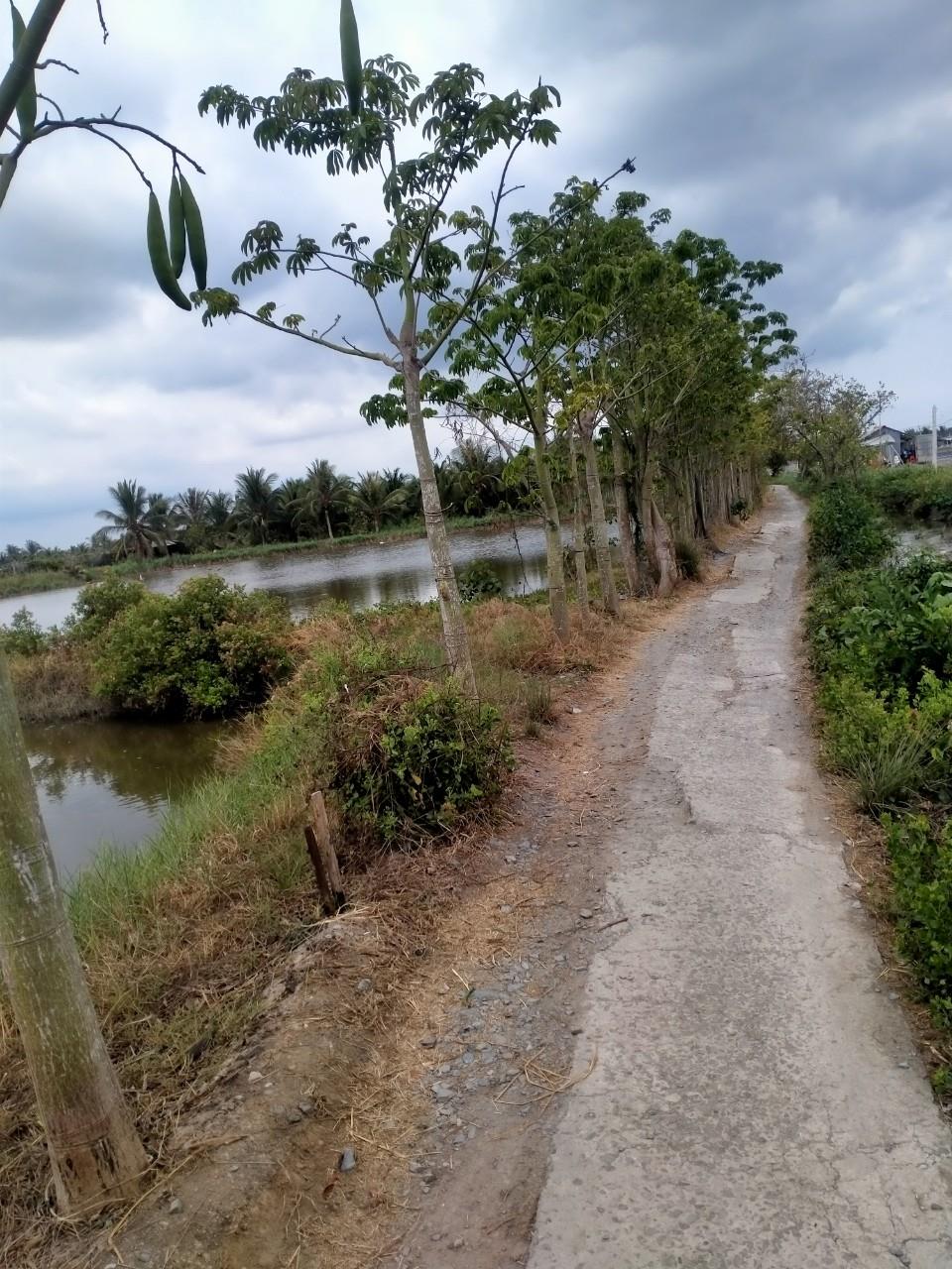 GẤP!!CHÍNH CHỦ Cần Bán Đất Vườn Dừa, Giá Tốt Tại Thạnh Trị, Bình Đại, Bến Tre